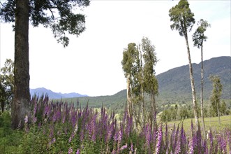 Flowering Foxgloves (Digitalis purpurea), West Coast, South Island, New Zealand, Oceania