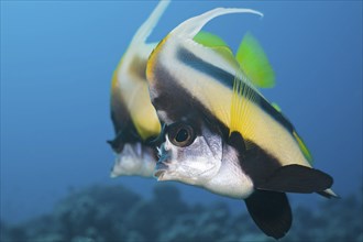 Red Sea bannerfish, Heniochus intermedius, Safaga, Red Sea, Egypt, Africa