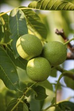 Green walnuts on a tree close-up