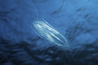 Ribbed jellyfish, Tentaculata, Safaga, Red Sea, Egypt, Africa