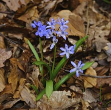 Alpine squill, Scilla bifolia, common bluebell, Alpine squill, two-leaf squill, wild hyacinth,