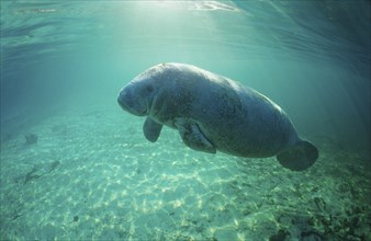 Round-tailed manatee, Trichechus manatus latirostris, USA, Florida, FL, Crystal River, North