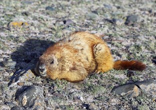 Marmot is sitting on the rocks, Russia, Altai, Europe