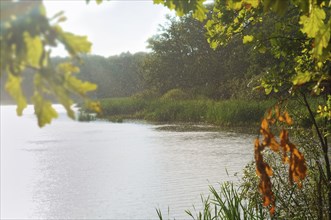 Raindrops on the water, sun and rain in the forest