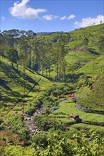 Beautiful mountain landscape with tea plantation in Sri Lanka, HDR image