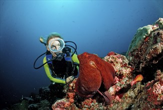 Octopus, Tag octopus and diver, Octopus cyanea, Maldives, Indian Ocean, Meemu Atoll, Asia