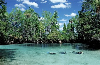 Three Sisters Manatee Sanctuary, USA, Florida, FL, Crystal River, North America