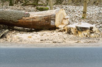 Felled the tree, sawed the trunk of the tree, felling trees on the road