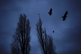 Germany, Berlin, 10.12.2023, crows over the poplars of Maurerpark, grey sky, Europe