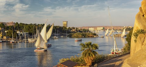 Beautiful panorama landscape with felucca boats on Nile river in Aswan at sunset, Egypt, Africa