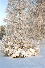 Beautiful winter landscape in the park on a sunny day, trees and bushes covered with snow