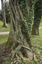 Ivy (Hedera helix) entwines its roots around a sycamore maple (Acer pseudoplatanus), Ivy (Hedera