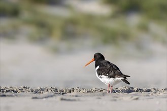 Oystercatcher (Haematopus ostralegus) on the beach of Juist, East Frisian Islands, Germany, Europe