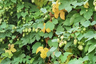 Humulus lupulus, the Hops are climbing, the Humulus fruit on the branches