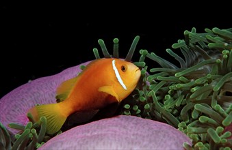 Maldives anemonefish, endemic, Amphiprion nigripes, Maldives, Indian Ocean, Meemu Atoll, Asia