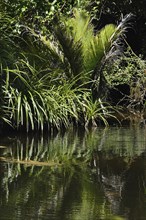 Young Nikau palms growing in wetlands near Punakaiki, Westland, New Zealand, Oceania