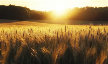 Cornfield at dusk, soft light, golden hues AI generated