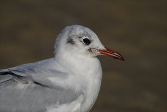 Portrait of a Black-headed Black-headed Gull. portrait of a Black-Headed Gull