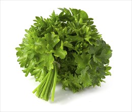 Bunch of fresh green parsley isolated on white background