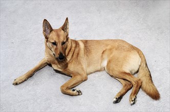 Brown mongrel dog lying on the floor