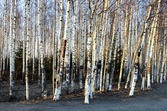 Trunks of birch trees in spring grove