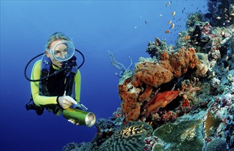 Diver on coral reef with jewelled perch, Cephalopholis miniata, Maldives, Indian Ocean, Meemu