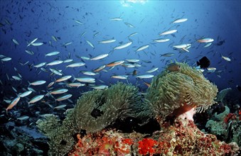 Neon fusiliers and magnificent anemones, Pterocaesio tile, Heteractis magnifica, Maldives, Indian