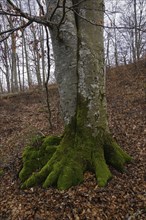 European beech, beech, Fagus sylvatica, common beech, European beech, tree trunk, trunk base