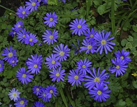 Balkan anemone, Anemone blanda, Balkan anemone, Grecian windflower, Greek thimbleweed