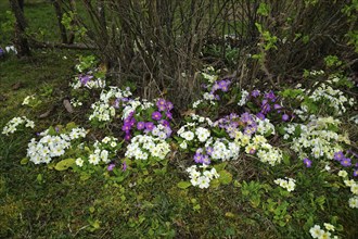 Garden primroses, various colours, Primula, primrose