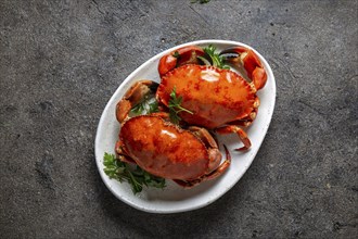 Whole cooked crabs on white plate with lemon and beer. Gray concrete background. Top view