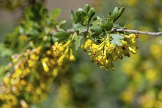 Yellow Ribes aureum flower blooming. Flowers of golden currant at spring