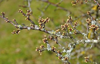 Blackthorn, Prunus spinosa, blackthorn, Buds in spring just in front of flowering, Buds in spring