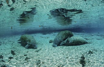 Round-tailed manatee, mother and calf, Trichechus manatus latirostris, USA, Florida, FL, Crystal