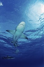 Lemon Shark, Negaprion brevirostris, Bahamas, Grand Bahama Island, Atlantic Ocean, Central America