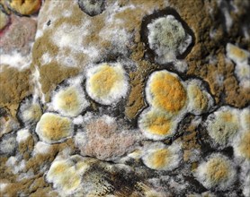 Macro shot of mold colonies