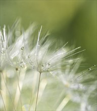 Seeds of the dandelion