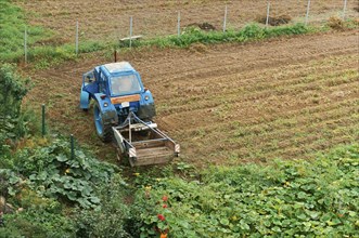 Harvesting potatoes, blue tractor removes potatoes