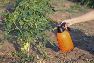 Spraying of tomato bushes. Protecting tomato plants from fungal disease or vermin with pressure