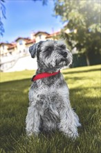 Portrait of a beautiful dog schnauzer sitting on the grass and looking into the distance in the