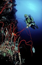 Diver and red whip coral, Juncella sp., Sudan, Africa, Red Sea, Africa