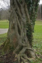 Ivy (Hedera helix) entwines its roots around a sycamore maple (Acer pseudoplatanus), Ivy (Hedera