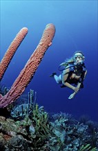 Diver and tube sponge, Aplysina archeri, Martinique, Lesser Antilles, Caribbean, Caribbean Sea,