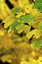 Close-up of an autumnal maple tree