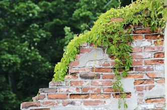 Dilapidated brick wall overgrown with hops on the green background