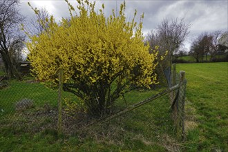 Forsythia, Forsythia, Garden Forsythia, Golden Lilac, Golden Bell