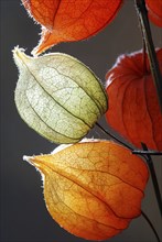 Orange, green and yellow flowers of Physalis against gray background