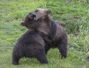 Two brown bear cubs playing in the wild, Kamchatka, Russia, Europe