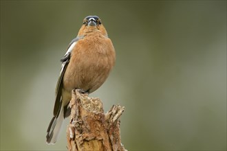 Male Common Chaffinch on a tree stump