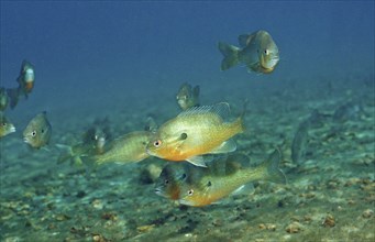 Red-breasted sunfish, Lepomis auritus, USA, Florida, FL, North America